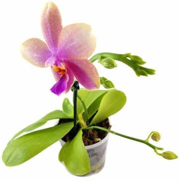 Phalaenopsis 'Liodoro' pink - Schmetterlingsorchidee - Duftorchidee