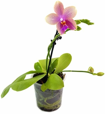 Phalaenopsis 'Liodoro' pink - Schmetterlingsorchidee - Duftorchidee