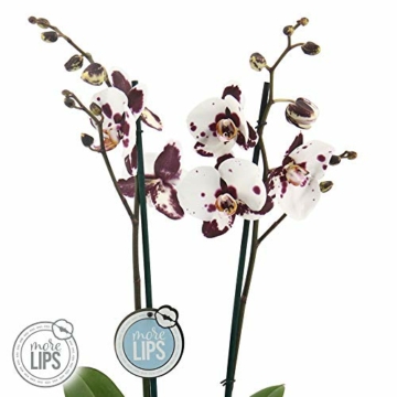 Phalaenopsis weiß - Schmetterlingsorchidee - Orchidee mit Topf