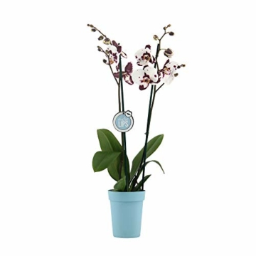 Phalaenopsis weiß - Schmetterlingsorchidee - Orchidee mit Topf