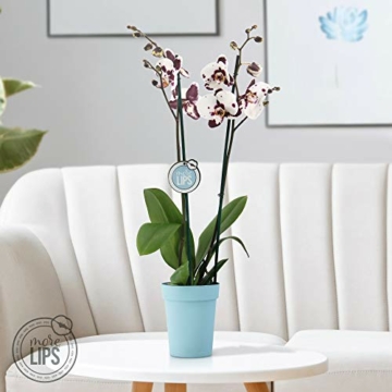 Phalaenopsis weiß - Schmetterlingsorchidee - Orchidee mit Topf