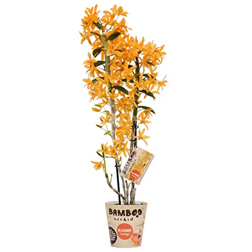 Dendrobium gelb  Bambusorchidee  Orchidee, 2 Triebe - Orchideen.eu