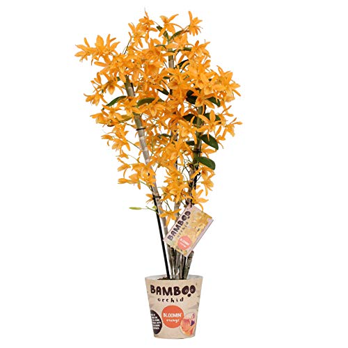 Dendrobium nobile 'Firebird' gelb - Bambusorchidee - Orchidee, 3 Triebe -  Orchideen.eu