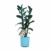 Dendrobium Make Upz blau – Bambusorchidee – Orchidee, mit Topf