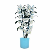 Dendrobium Make Upz blau – Bambusorchidee – Orchidee, mit Topf