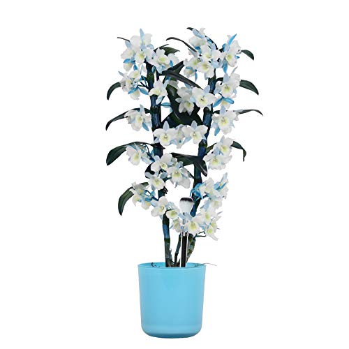 Dendrobium Make Upz blau  Bambusorchidee  Orchidee, mit Topf - Orchideen .eu