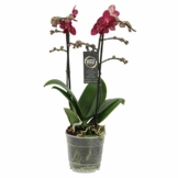 Phalaenopsis 'Red Lion' rot – Schmetterlingsorchidee – Orchidee