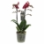 Phalaenopsis 'Red Lion' rot – Schmetterlingsorchidee – Orchidee