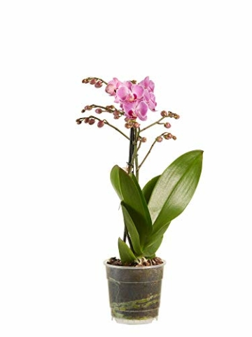 Phalaenopsis lila – Schmetterlingsorchidee – Orchidee