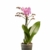 Phalaenopsis lila – Schmetterlingsorchidee – Orchidee