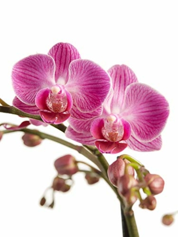 Phalaenopsis lila – Schmetterlingsorchidee – Orchidee