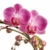 Phalaenopsis lila – Schmetterlingsorchidee – Orchidee