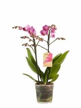 10 Stück Phalaenopsis 50-60 cm 1 Trieb Blüten Orchideen Topforchidee 