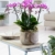 Phalaenopsis lila – Schmetterlingsorchidee – Orchidee