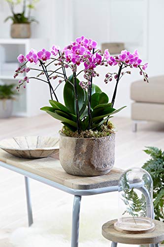 Phalaenopsis lila – Schmetterlingsorchidee – Orchidee