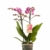 Phalaenopsis lila – Schmetterlingsorchidee – Orchidee