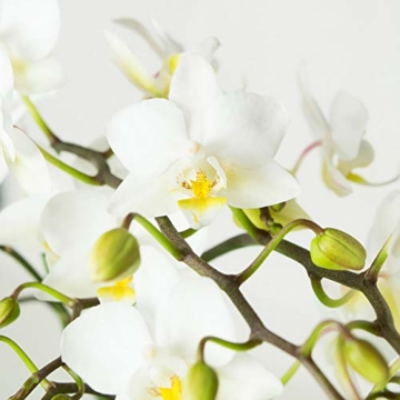 Phalaenopsis weiß – Schmetterlingsorchidee – Orchidee