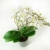 Phalaenopsis weiß – Schmetterlingsorchidee – Orchidee