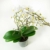 Phalaenopsis weiß – Schmetterlingsorchidee – Orchidee