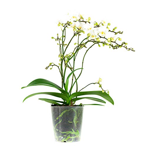 Phalaenopsis wei  Schmetterlingsorchidee  Orchidee - Orchideen.eu