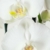 2 × Phalaenopsis weiß - Schmetterlingsorchideen – Orchideen
