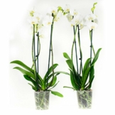 2 × Phalaenopsis weiß - Schmetterlingsorchideen – Orchideen