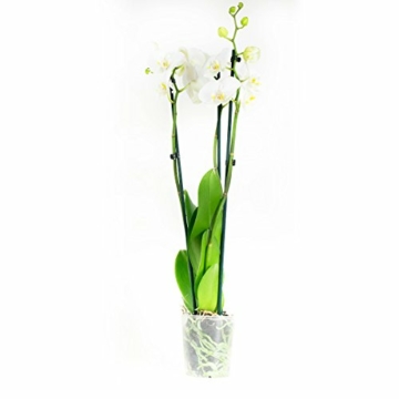 2 × Phalaenopsis weiß - Schmetterlingsorchideen – Orchideen