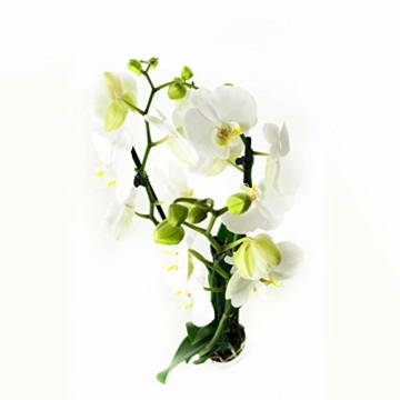 2 × Phalaenopsis weiß - Schmetterlingsorchideen – Orchideen