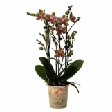 Phalaenopsis orange - Schmetterlingsorchidee - Orchidee