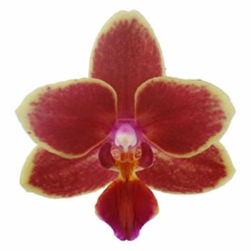 Phalaenopsis orange - Schmetterlingsorchidee - Orchidee