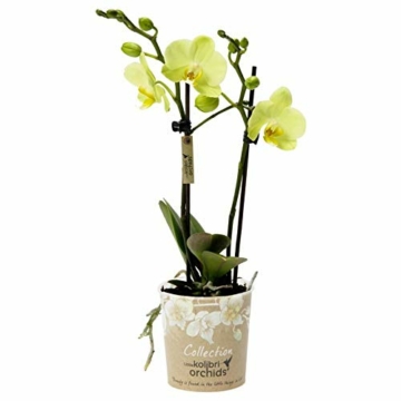 Phalaenopsis gelb - Schmetterlingsorchidee - Orchidee