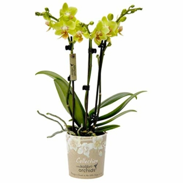 Phalaenopsis, gelb - Schmetterlingsorchidee - Orchidee